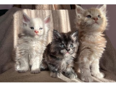 Full secereli maine coon yavruları