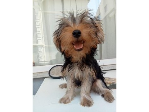 Çok akıllı yorkshire terrier çocuklarım