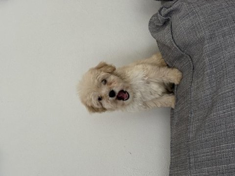 Maltipoo dünya güzeli