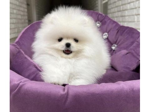 Yurtdışı pasaportlu pomeranian yavrular