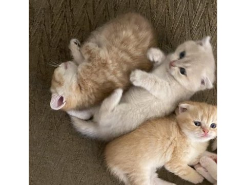 Çok tatlı 2 adet scottish fold 1 adet british kediler