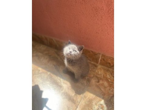 British shorthair 1 dişi ve 1 erkek