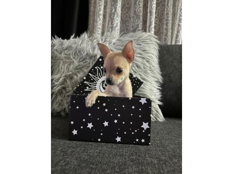 Teacup dişi chihuahua