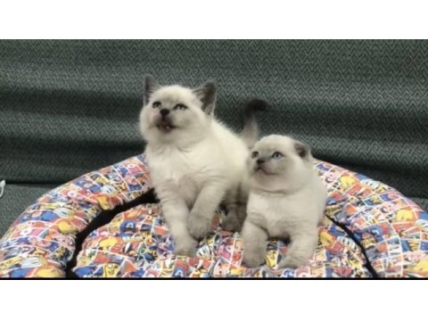 Türkiyenin en güzel british shorthair bebekleri