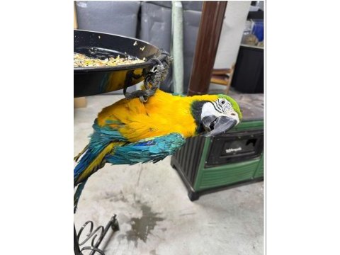 Full evcil konuşan sarı lacivert macaw papağanımız