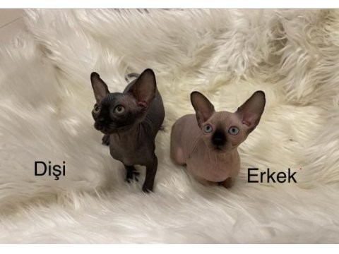 Sphynx sfenks dişi erkek