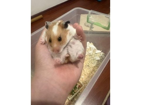 Dişi hamster