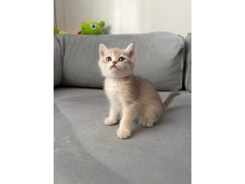 Sevimli kedicik
