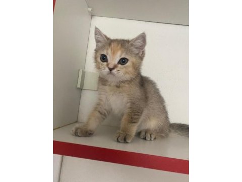 Safkan british shorthair