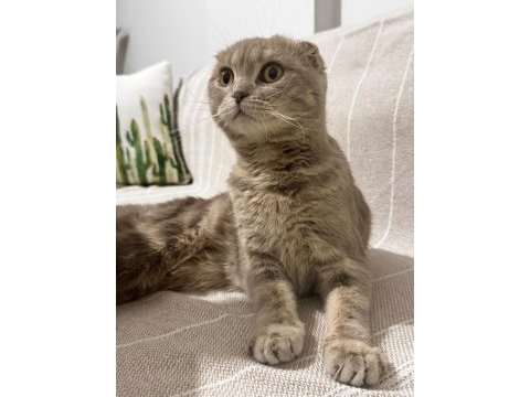 10 aylık scottish fold erkek