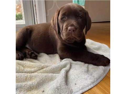 Çikolata ve beyaz renk labrador yavruları 