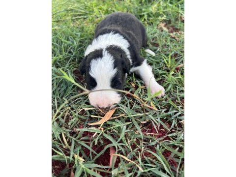 Safkan bebek surat border collie yavrularımız