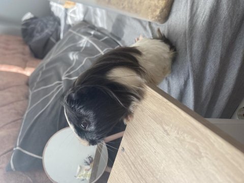 Guinea pig ginepig kobay