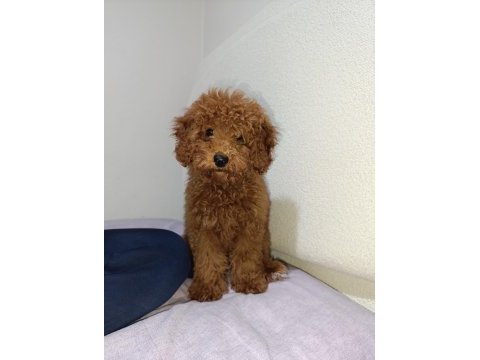 3 aylık dişi poodle