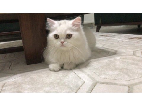 8 aylık chinchilla kedisi sahiplendirme