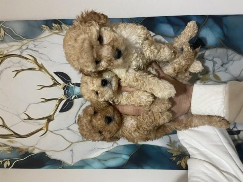 Kaliteli poodle bebeklerimiz