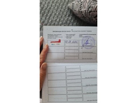 Ukrayna pasaportlu ayı surat pomeranian boo