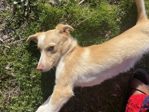 Köpeğimiz sokağa atıldı acil yuva arıyor