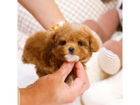 Ozel ve guzel toy poodle bebeklerım