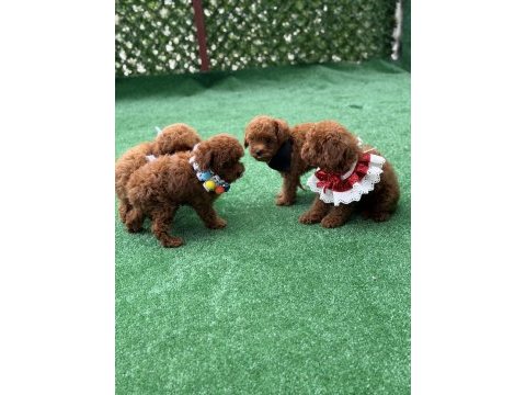 Bebek toy poodle