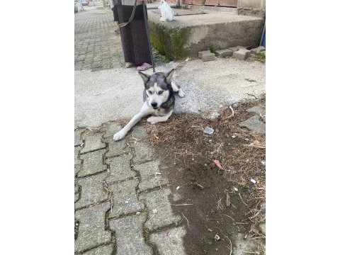 Sibirya kurdu dişi 2 yaşında