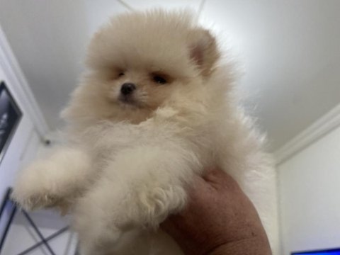 Ankarada yasal ruhsatlı çiftlikten pomeranian