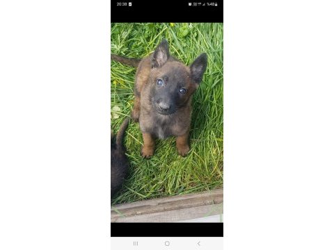 Malinois enerji ve heyecan
