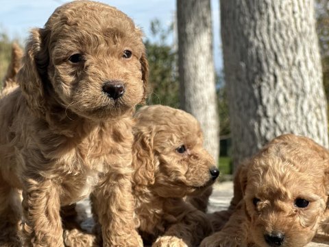 Tüy dökmez koku yapmaz poodle bebekler hazır
