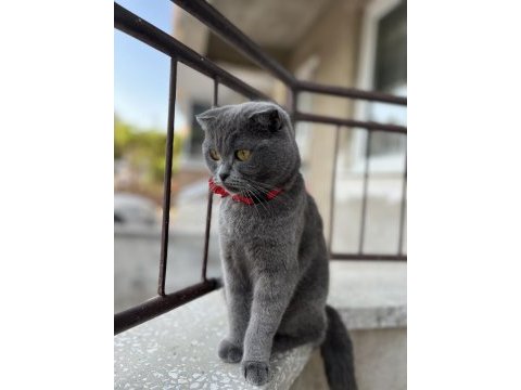 Scottish fold kedimi sahiplendirmek