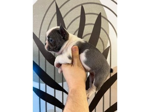 A plus ırk standartlarında french bulldog yavrularımız
