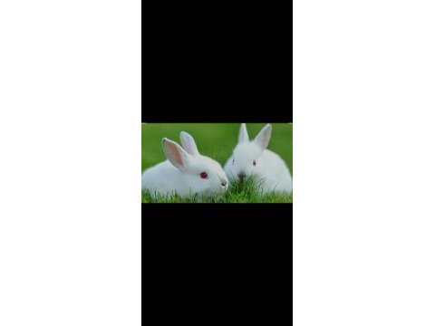Albino renk cüce tavşan 2 buçuk aylık minkler