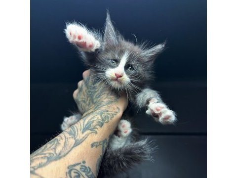 Saf kan dev xxl boy maine coon yavruları