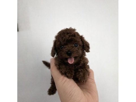 Teacup poodle dişi yavru