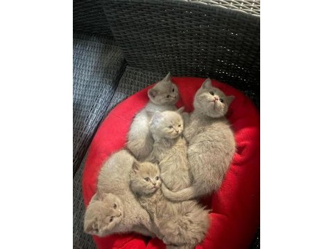 Blue point kan taşıyıcı yavrular british longhair