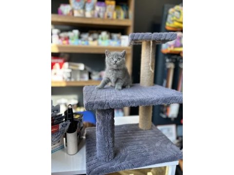 Ayı suratlı a kalite british shorthair