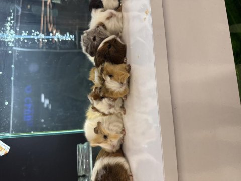Ginepig yavruları gelmı̇ştir citypetshop