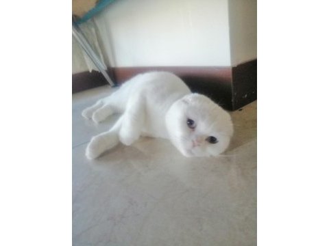 Scottish fold kızımız yeni ailesini arıyor