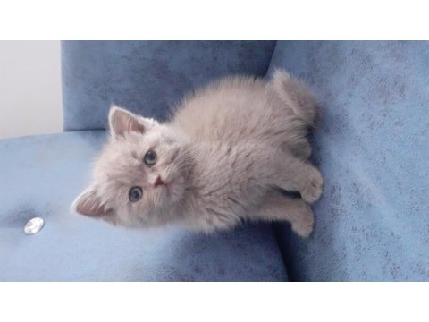 Satılık british shorthair 2 aylık