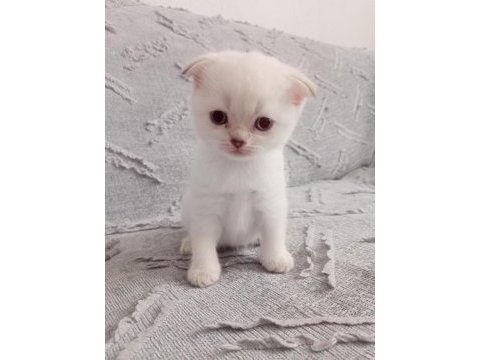 Sevimli kedilerimiz yeni yuvalarını arıyor