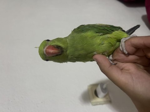 Full evcil 3 aylık pakistan paşa