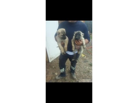 Kangal köpeği yavrulari