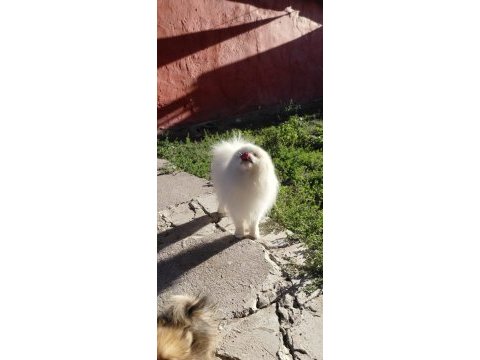 4 yaşında pomeranian