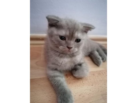 Scottish fold (2 paticik) ve british shorthair (1 paticik)