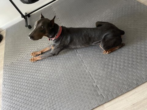 Paskal34 istanbul doberman