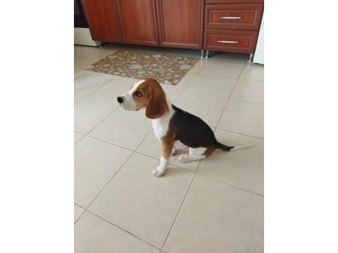 4 aylık safkan beagle