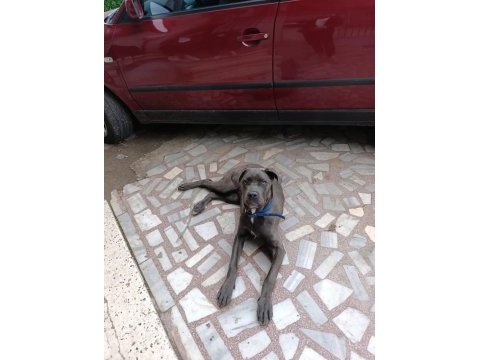 Safkan aa++ cane corso istanbul