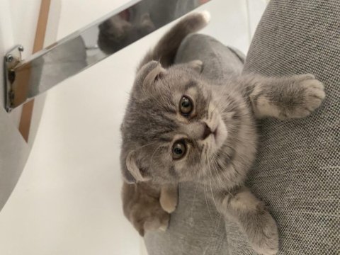 Acil verilecek tatlı scottish fold kedilerimiz