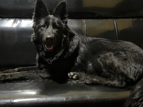 Solid black siyah alman çoban köpeği