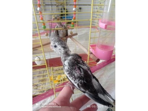 2 adet sultan papağanı yavrusu