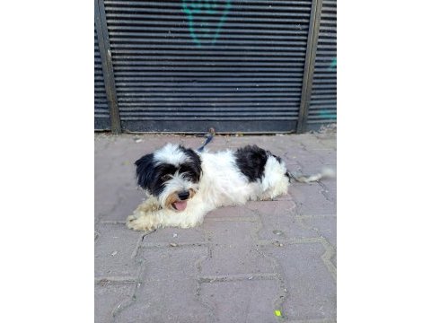 Terrier dişi